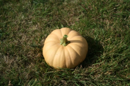 Picture of Squash Autumn Crown F1